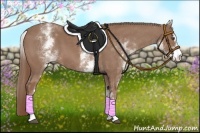 Horse Color:White Spotted Chestnut Sabino 