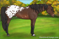 Horse Color:Bay Appaloosa 