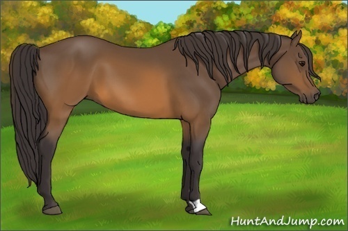 Horse Color: Buckskin 