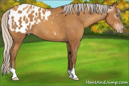 Horse Color:Gray Silver Amber Champagne Appaloosa 