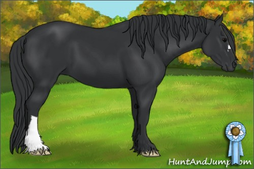 Horse Color: Black 
