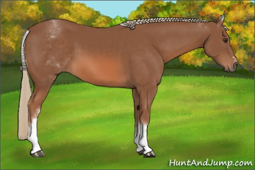 Horse Color:White Spotted Chestnut Sabino