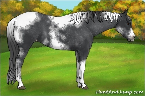 Horse Color:White Spotted Black Splash Tobiano Frame Varnish 