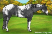 Horse Color:White Spotted Black Splash Tobiano Frame Varnish 