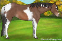 Horse Color:Bay Roan Splash Tobiano Frame 