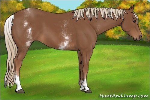 Horse Color:White Spotted Chestnut Sabino 