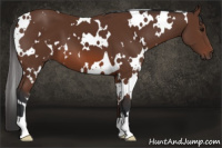 Horse Color:White Spotted Bay 