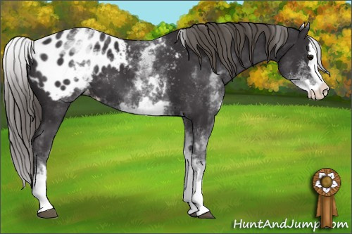 Horse Color: White Spotted Smoky Black Splash Blanket 
