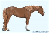 Horse Color:White Spotted Chestnut Sabino 