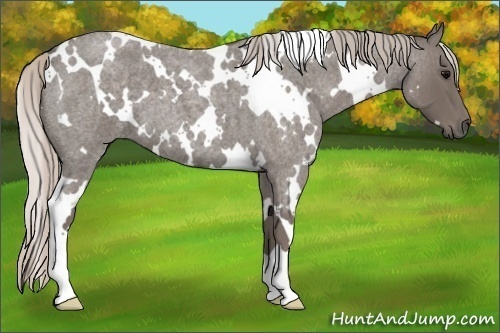 Horse Color: White Spotted Silver Blue Roan 