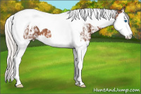 Horse Color:White Spotted Silver Bay Splash Tobiano 