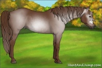 Horse Color:Gray Chestnut 
