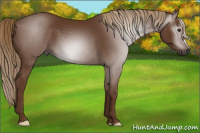 Horse Color:Gray Chestnut 