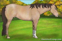 Horse Color:Amber Champagne 