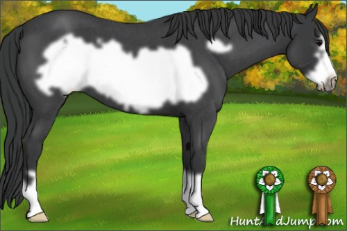 Horse Color: Blue Roan Frame 
