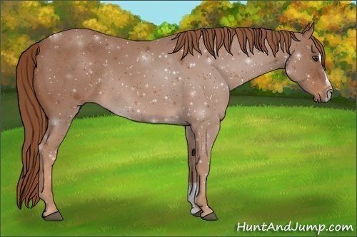 Horse Color:Red Roan Sabino Rabicano 