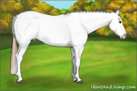 Horse Color:Black Splash Frame Appaloosa 