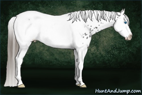 Horse Color: Black Splash Tobiano Frame Near Leopard 