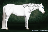 Horse Color:Black Splash Tobiano Frame Appaloosa