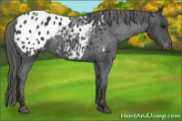 Horse Color:Black Appaloosa 