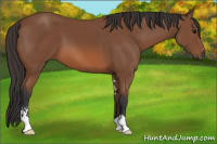 Horse Color:Bay Sabino 