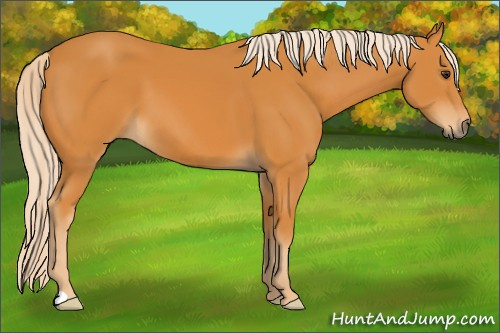 Horse Color: Palomino 