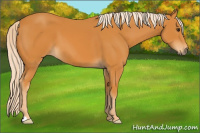Horse Color:Palomino 