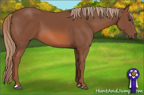Horse Color: Chestnut 
