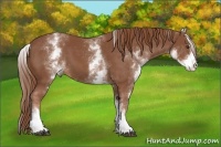 Horse Color:White Spotted Chestnut Sabino 