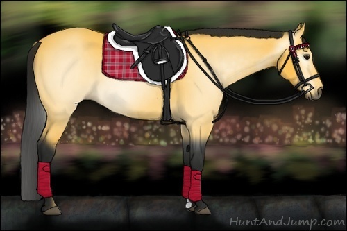 Horse Color:Gray Buckskin
