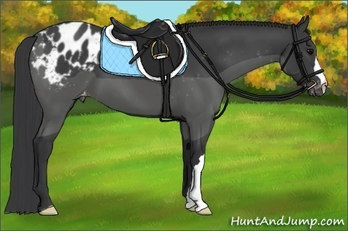 Horse Color:Black Appaloosa