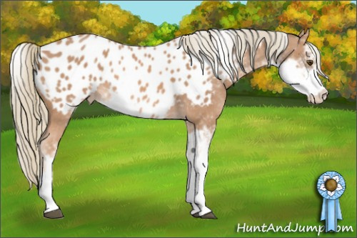 Horse Color: Chestnut Mushroom Sabino Blanket 