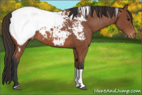 Horse Color:Bay Tobiano Appaloosa 