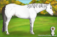 Horse Color:White Spotted Bay Splash Appaloosa Rabicano