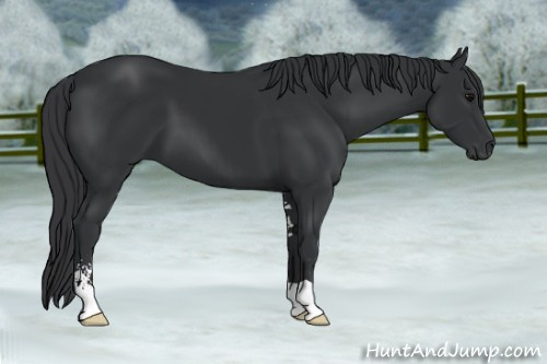 Horse Color: Black Sabino 