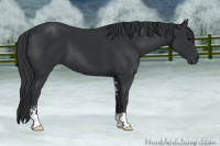 Horse Color:Black Sabino 