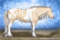Horse Color:Gray Silver Amber Cream Champagne Roan Dun Splash Tobiano Frame Appaloosa Rabicano 