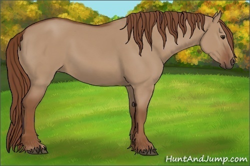 Horse Color: Red Dun 