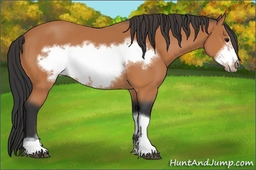 Horse Color: Bay Frame 