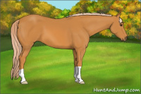 Horse Color:Chocolate Palomino 