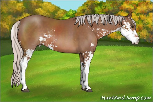 Horse Color: Silver Black Sabino 