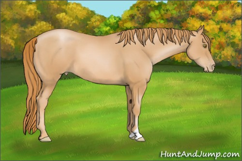 Horse Color: Unknown 