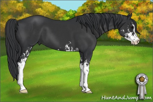 Horse Color: Unknown 