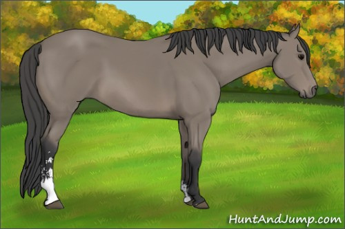 Horse Color: Black Sabino 