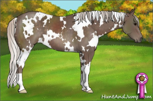 Horse Color: Unknown 