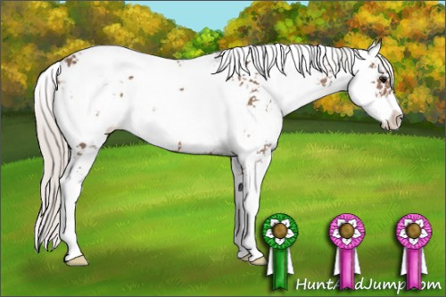 Horse Color: Silver Black Sabino 