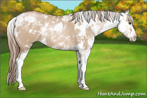 Horse Color: Grullo Pearl Sabino 