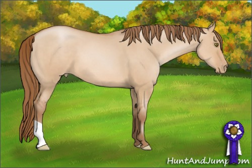 Horse Color: Bay Pearl Dun 