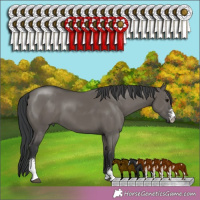 Horse Color:Grullo Sabino 