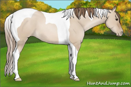 Horse Color: Grullo Pearl Tobiano 